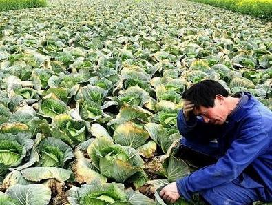 農(nóng)產(chǎn)品滯銷加劇，這3個(gè)原因是根本，農(nóng)民必須了解