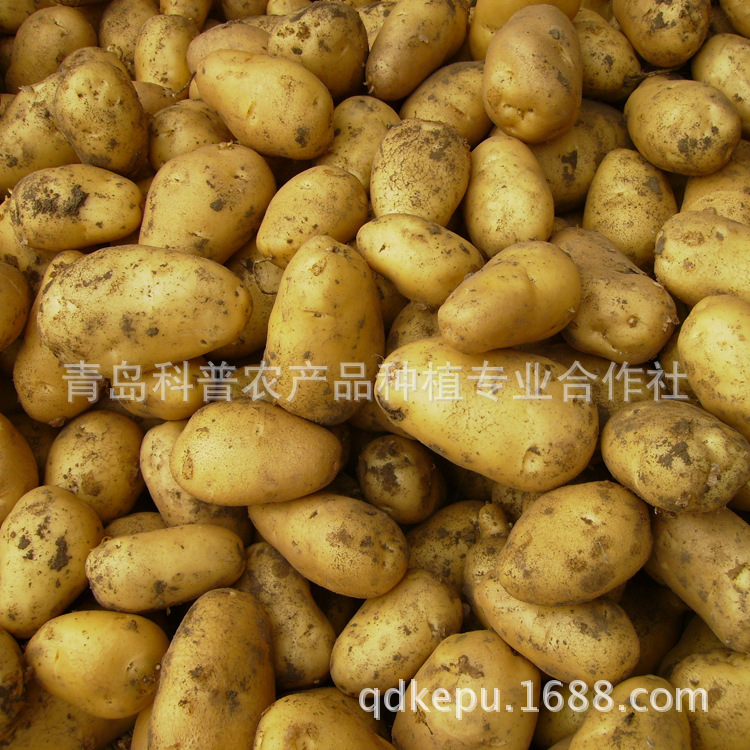 新季優(yōu)質(zhì)土豆 從田野到餐桌的純正滋味