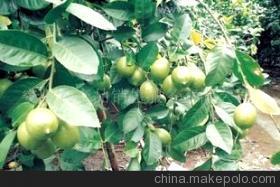 青檸檬與鮮檸檬的市場(chǎng)解讀 特色口感與安騰服務(wù)平臺(tái)的核心價(jià)值
